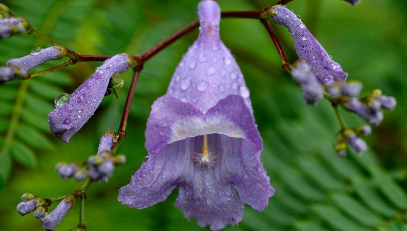 Jacaranda mimosifolia d. don