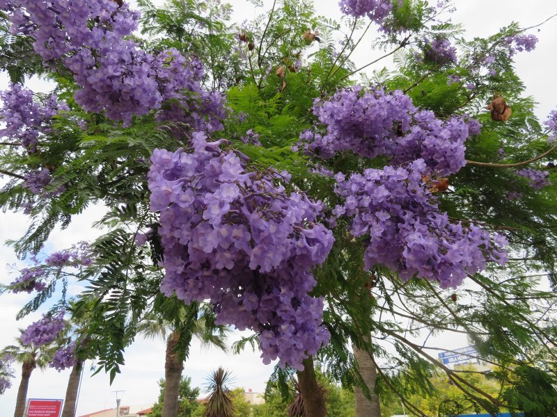 Жакаранда мимозолистная Jacaranda mimosifolia