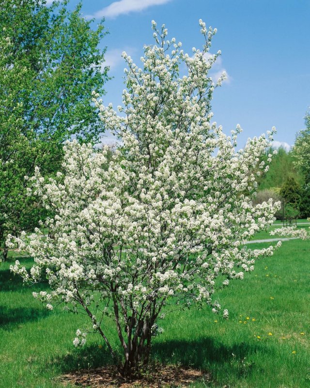 Ирга круглолистная Amelanchier ovalis