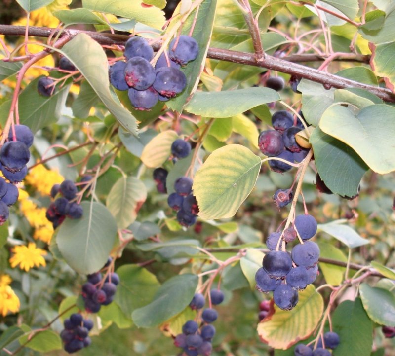 Ирга ольхолистная Amelanchier alnifolia