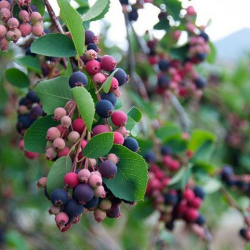 Ирга ольхолистная Amelanchier alnifolia