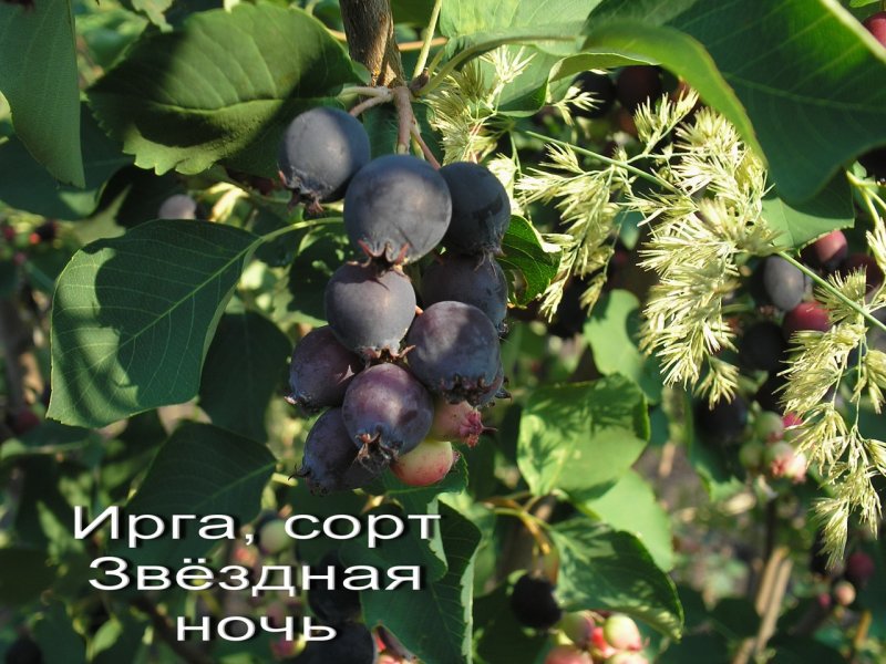 Ирга ольхолистная сорта