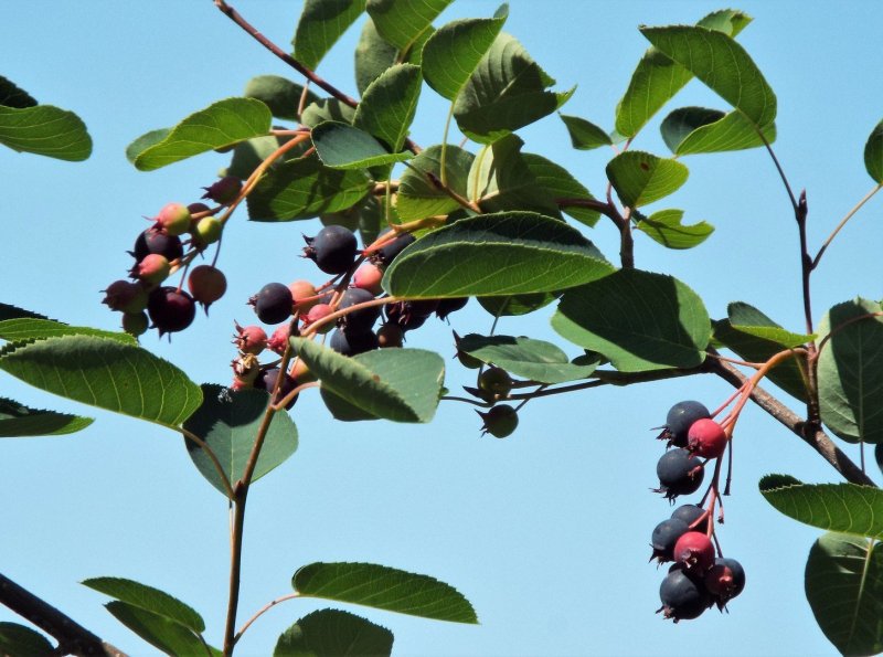 Ирга овальнолистная (Amelanchier ovalis)