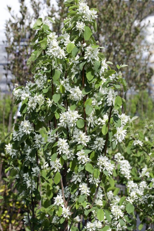 Ирга ольхолистная Amelanchier alnifolia
