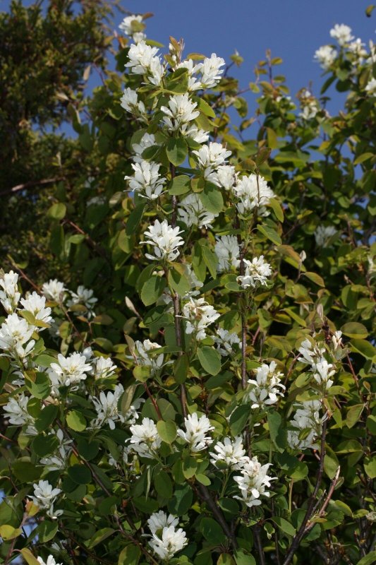 Amelanchier alnifolia