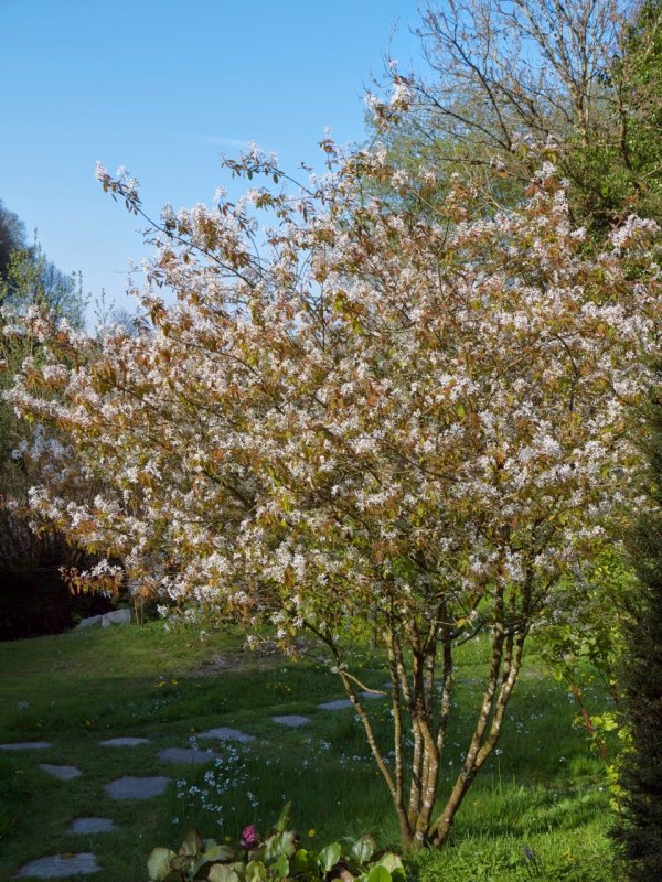 Ирга круглолистная Amelanchier ovalis