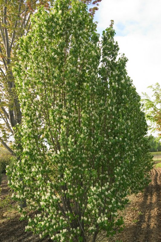 Amelanchier alnifolia 'Obelisk'
