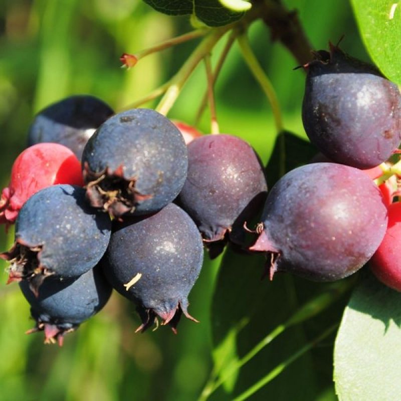 Ирга Amelanchier alnifolia Krasnojarskaja