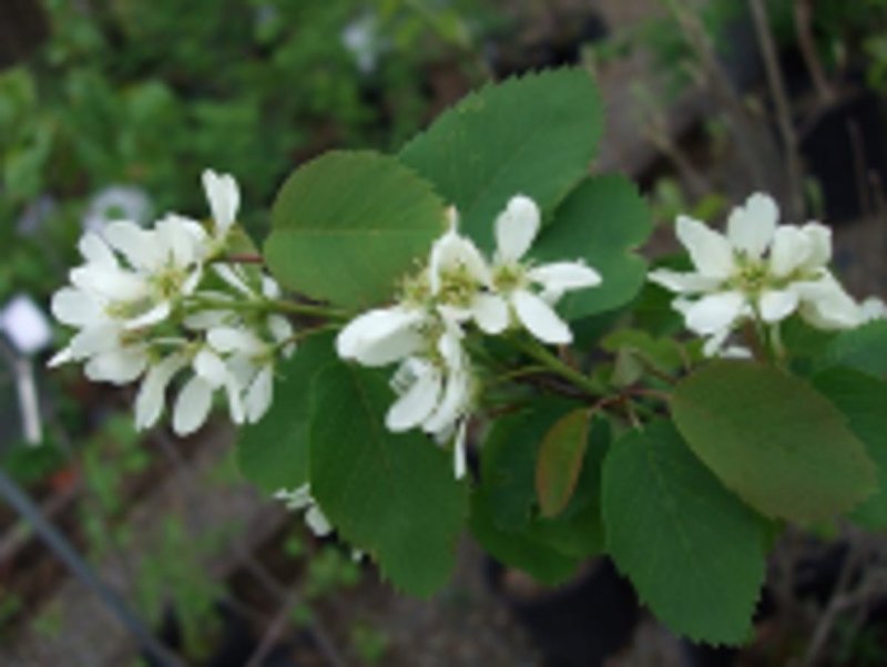 Ирга ольхолистная - Amelanchier alnifolia Nutt.