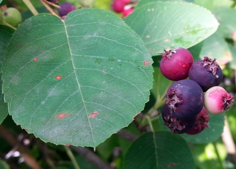Ирга колосистая Amelanchier spicata