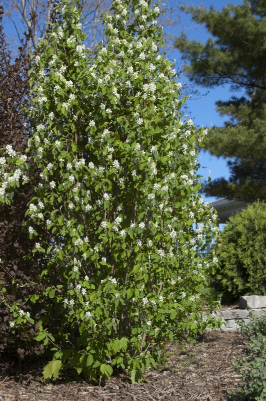 Ирга ольхолистная (Amelanchier alnifolia Obelisk