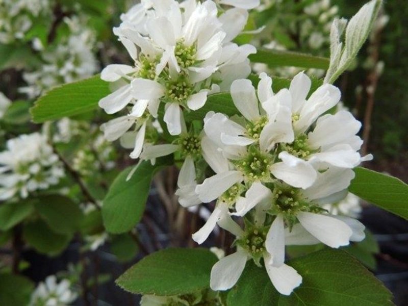 Ирга ольхолистная Amelanchier alnifolia Honeywood