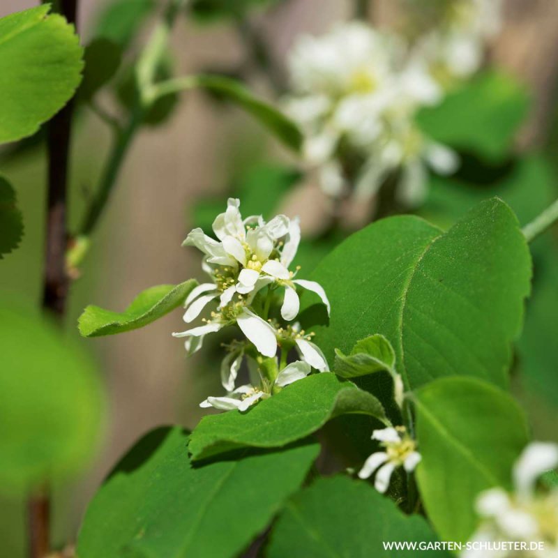 Ирга ольхолистная Saskatoon Berry