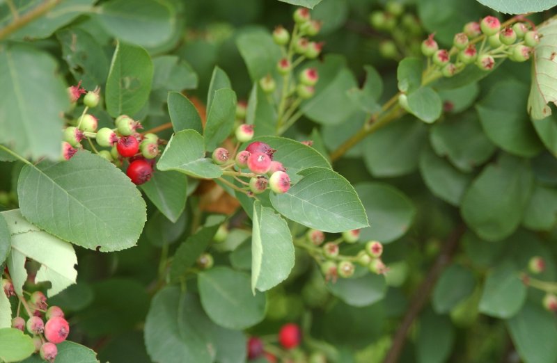 Ирга круглолистная Amelanchier ovalis