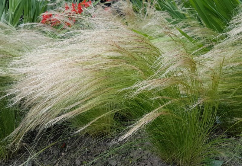 Ковыль тончайший (Stipa tenuissima)