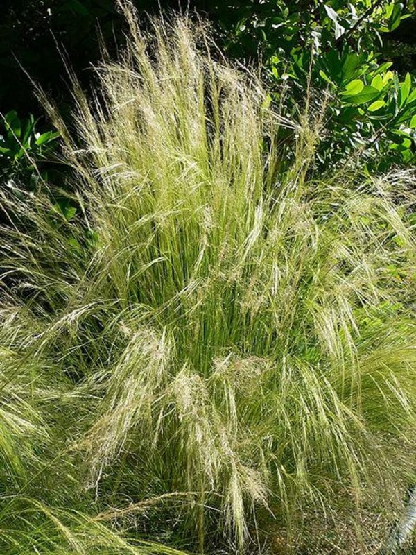 Ковыль тончайший (Stipa tenuissima)