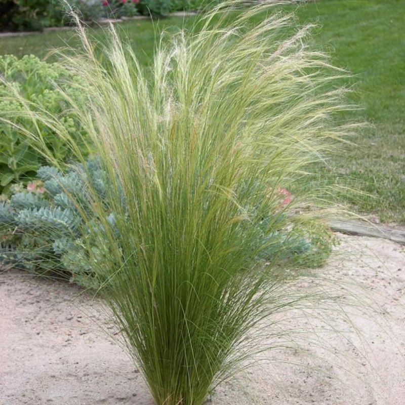 Ковыль тончайший (Stipa tenuissima)