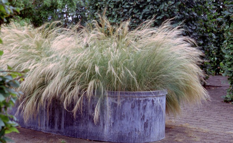 Stipa tenuissima