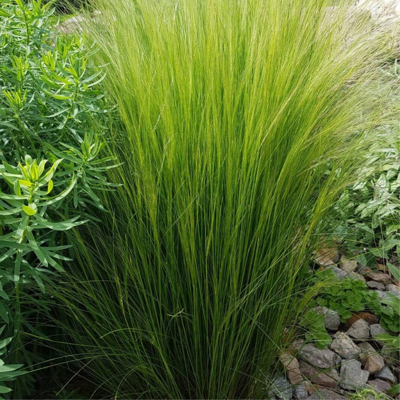 Ковыль тончайший (Stipa tenuissima) "Angel hair"