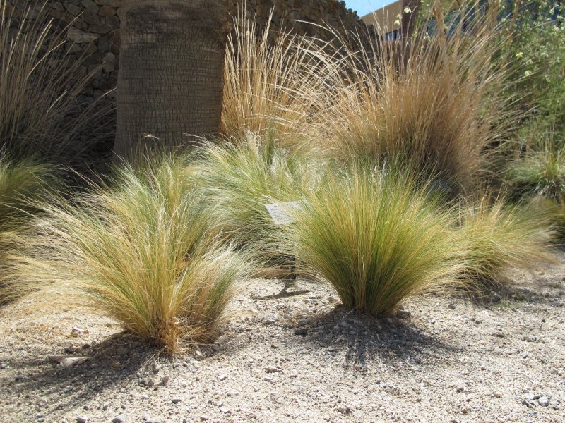 Ковыль тончайший (Stipa tenuissima) "Angel hair"