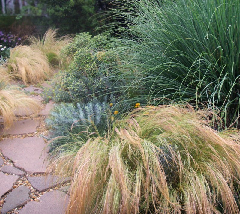 Ковыль тончайший (Stipa ponytails)