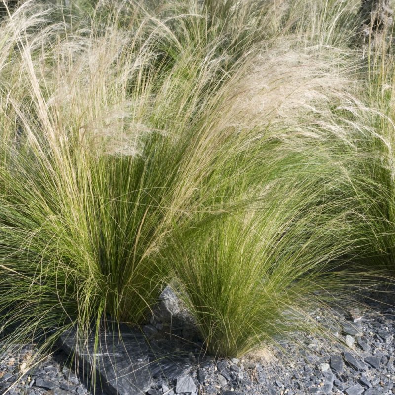 Ковыль тончайший (Stipa tenuissima)