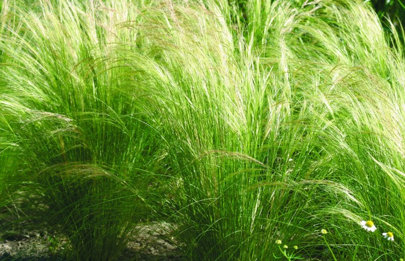 Stipa tenuissima ponytails
