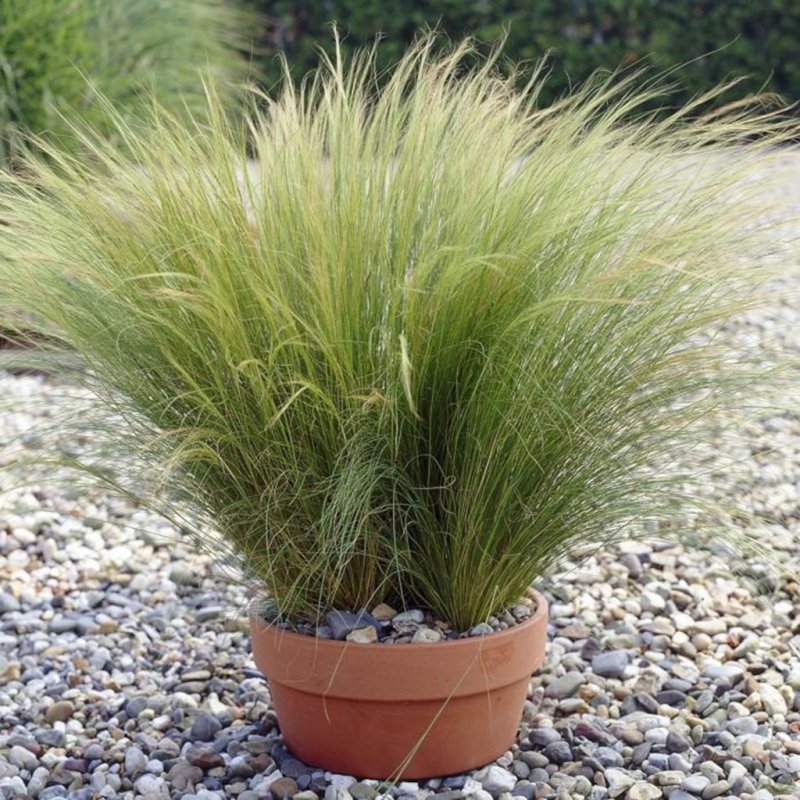 Ковыль Stipa tenuissima