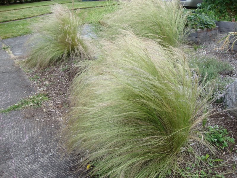 Ковыль волосатик Stipa capillata