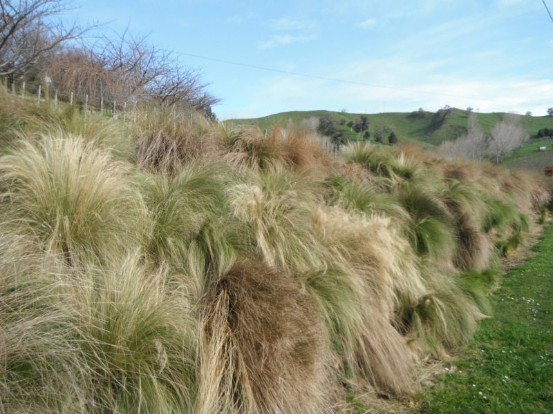 Ковыль (Nassella tenuissima)