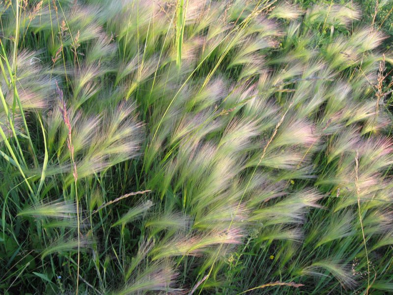 Ячмень гривастый (Hordeum jubatum)