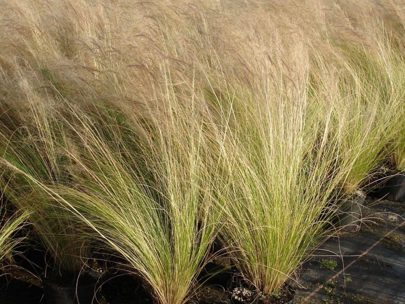 Ковыль тончайший (Stipa tenuissima)