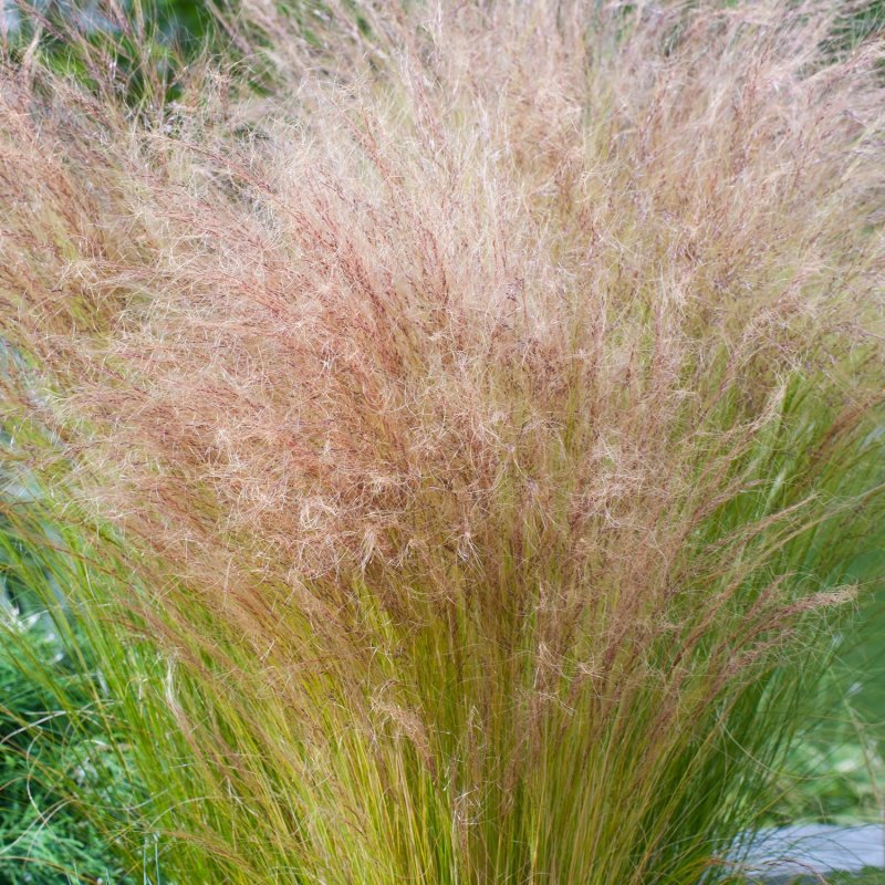 Ковыль Stipa tenuissima