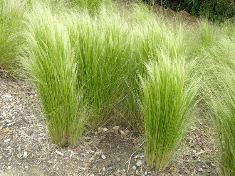 Ковыль тончайший (Stipa ponytails)