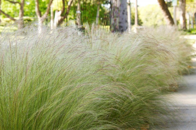 Ковыль тончайший (Stipa tenuissima)