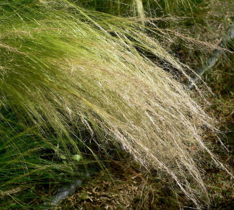 Ковыль тончайший (Stipa tenuissima)