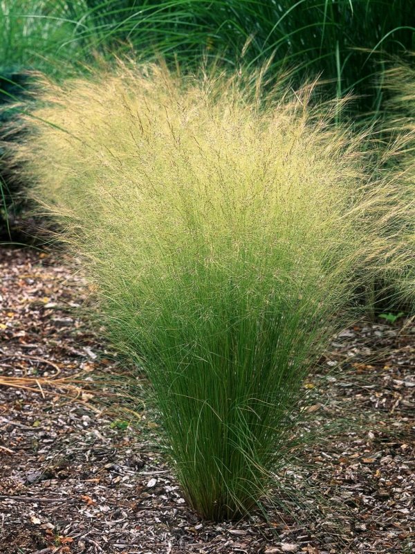 Ковыль тончайший (Stipa tenuissima) "Angel hair"