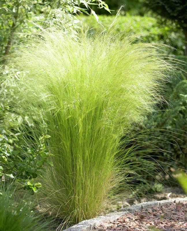 Ковыль тончайший (Stipa tenuissima)