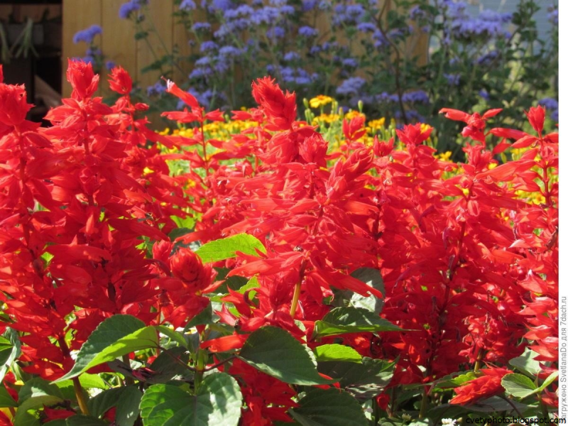 Сальвия splendens Red