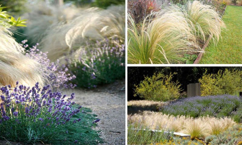 Stipa tenuissima Angel hair