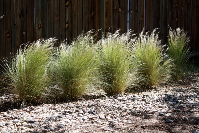 Ковыль тончайший (Stipa tenuissima)