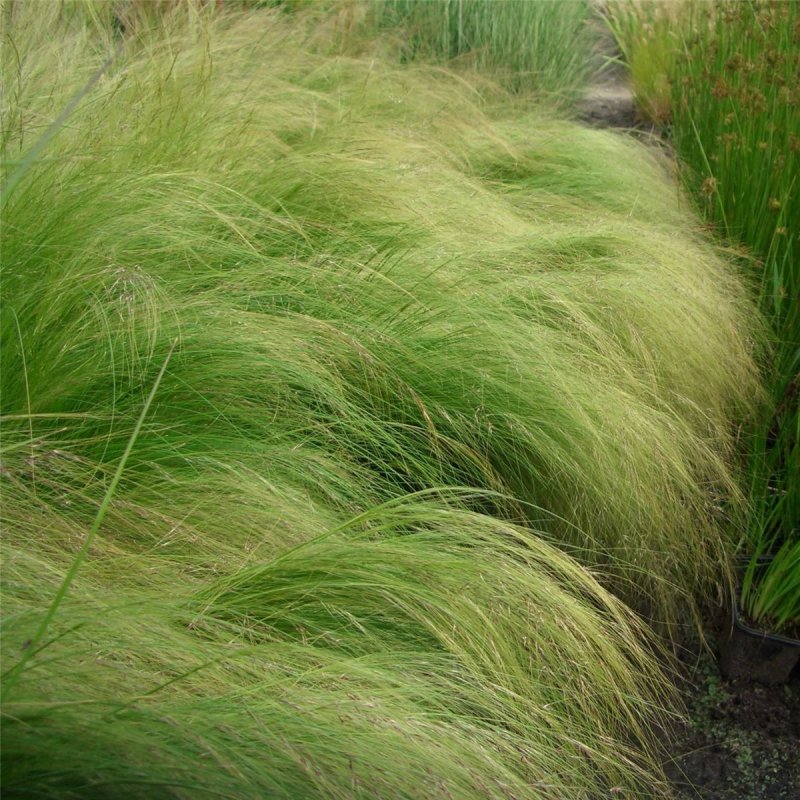 Stipa tenuifolia