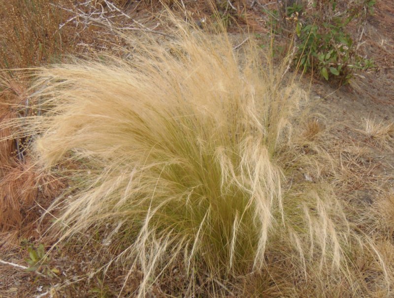 Ковыль Stipa tenuissima