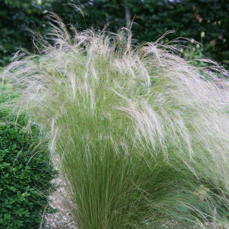 Ковыль волосатик Stipa capillata
