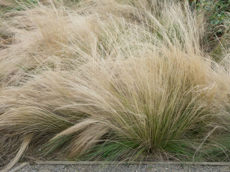 Ковыль тончайший (Stipa tenuissima) "Angel hair"