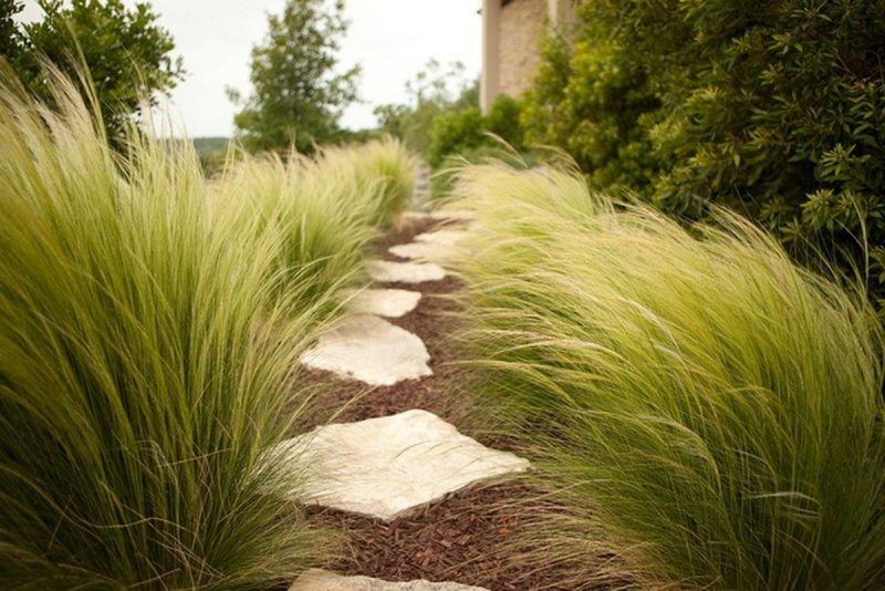 Ковыль тончайший (Stipa tenuissima) "Angel hair"