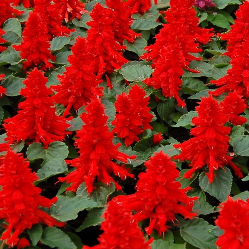 Сальвия splendens Red