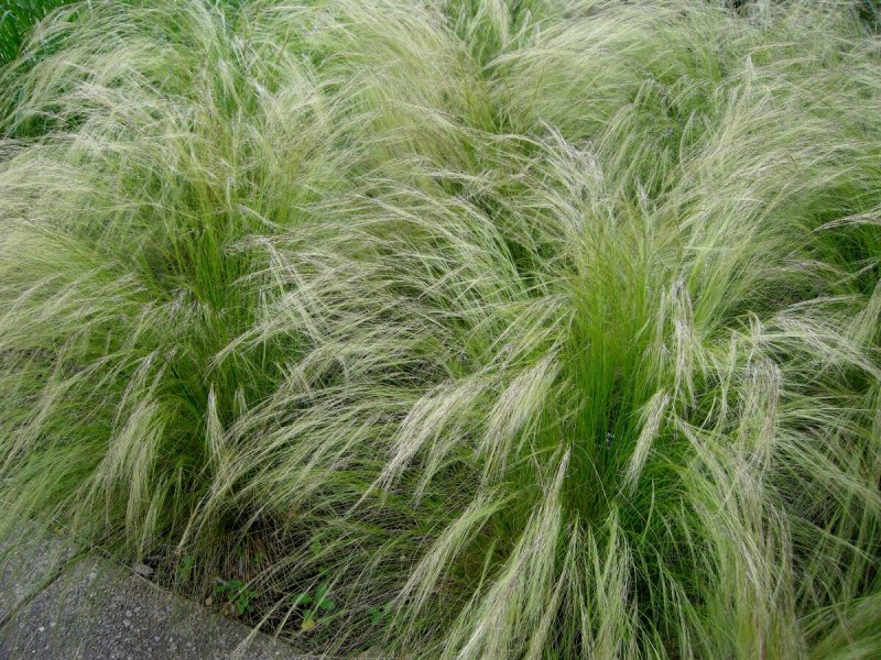 Nassella tenuissima