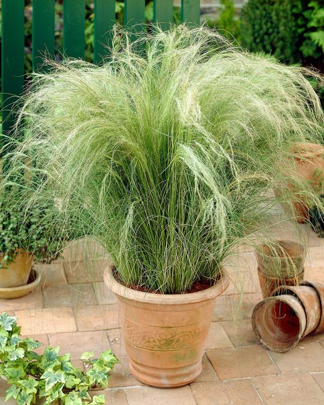 Ковыль тончайший (Stipa tenuissima) "Angel hair"