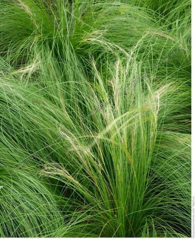 Ковыль тончайший (Stipa tenuissima)